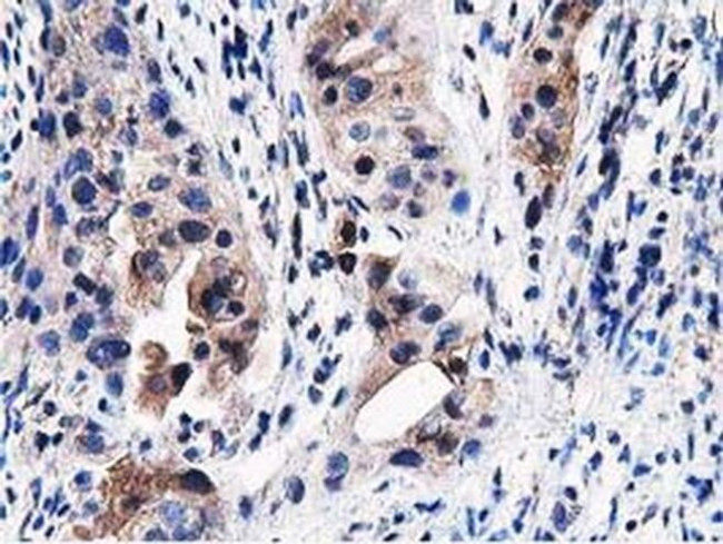 PEPD Antibody in Immunohistochemistry (Paraffin) (IHC (P))