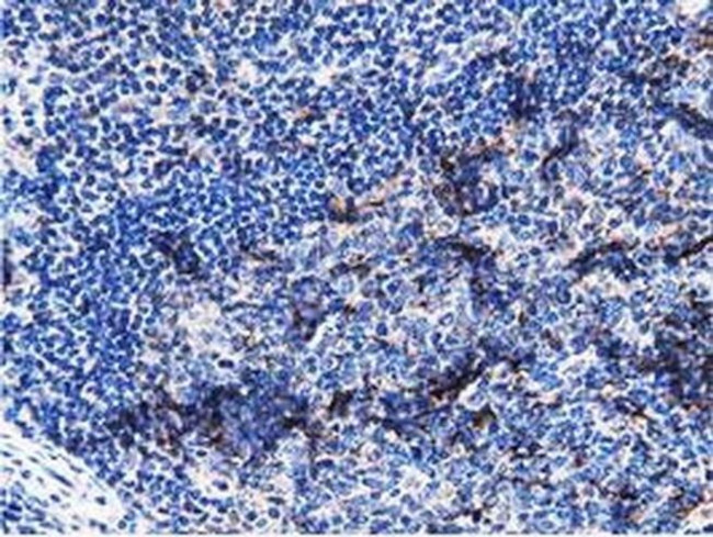 PEPD Antibody in Immunohistochemistry (Paraffin) (IHC (P))