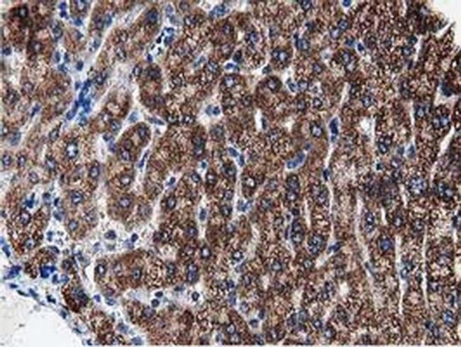 PEPD Antibody in Immunohistochemistry (Paraffin) (IHC (P))