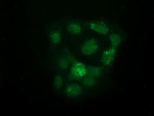 UHMK1 Antibody in Immunocytochemistry (ICC/IF)