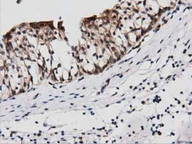 PEPD Antibody in Immunohistochemistry (Paraffin) (IHC (P))