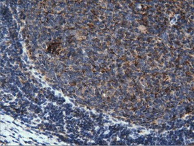 PEPD Antibody in Immunohistochemistry (Paraffin) (IHC (P))