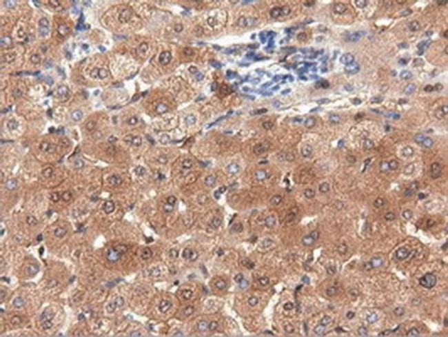 PEPD Antibody in Immunohistochemistry (Paraffin) (IHC (P))