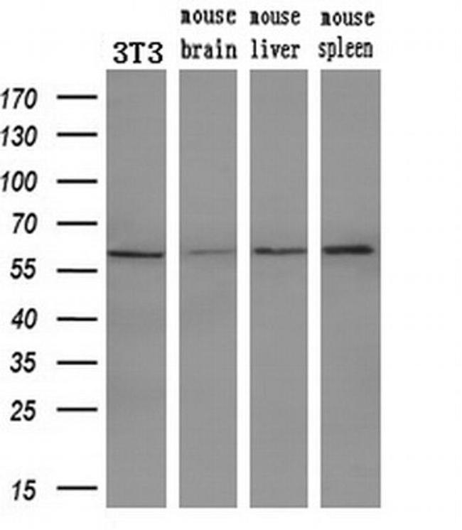 PEPD Antibody in Western Blot (WB)