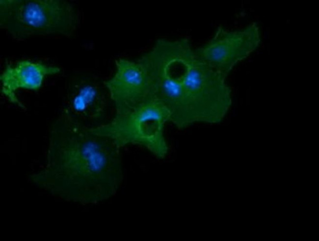 GAS7 Antibody in Immunocytochemistry (ICC/IF)