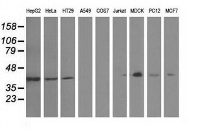 GAS7 Antibody in Western Blot (WB)