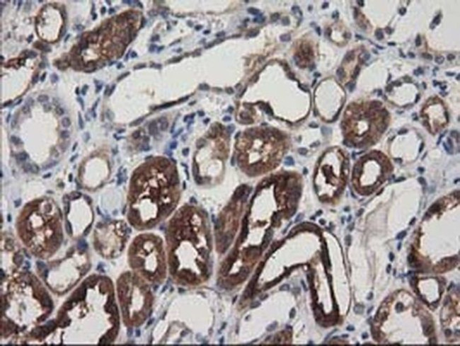 ADSL Antibody in Immunohistochemistry (Paraffin) (IHC (P))