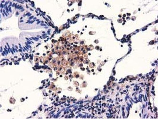 GAS7 Antibody in Immunohistochemistry (Paraffin) (IHC (P))