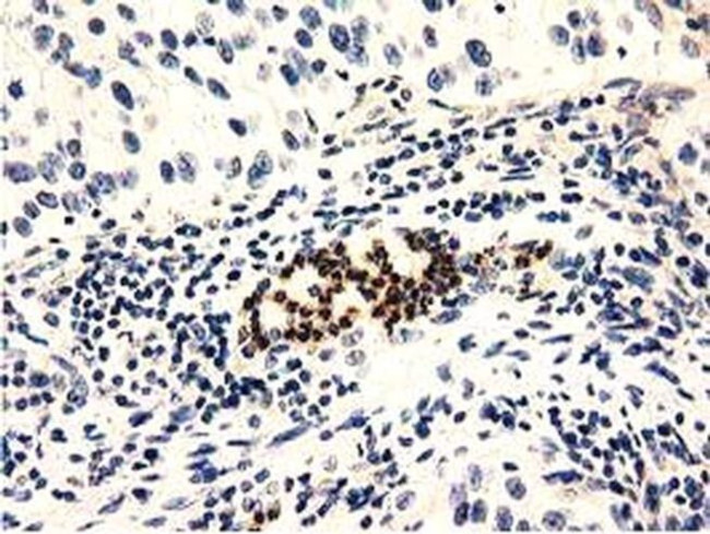 GAS7 Antibody in Immunohistochemistry (Paraffin) (IHC (P))