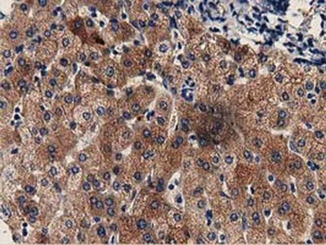 GSTT2 Antibody in Immunohistochemistry (Paraffin) (IHC (P))