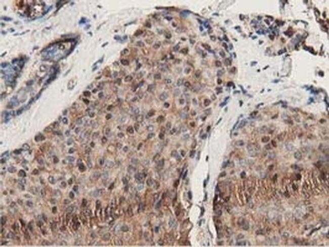 GSTT2 Antibody in Immunohistochemistry (Paraffin) (IHC (P))