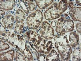 Adenylate Kinase 3 Antibody in Immunohistochemistry (Paraffin) (IHC (P))