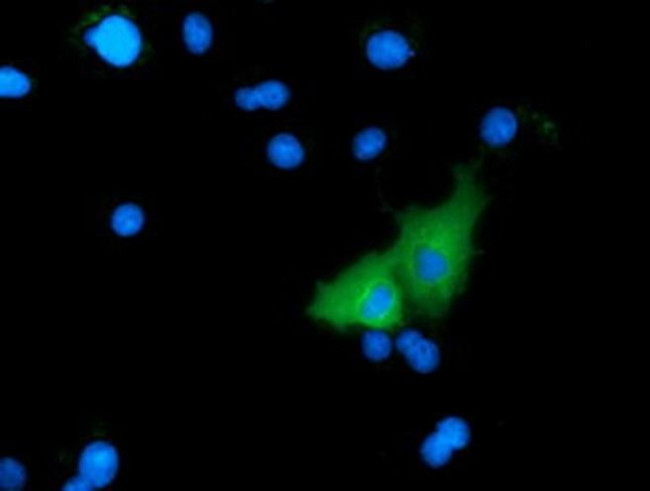 MICAL1 Antibody in Immunocytochemistry (ICC/IF)