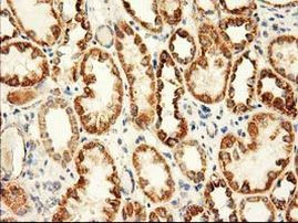 Adenylate Kinase 3 Antibody in Immunohistochemistry (Paraffin) (IHC (P))