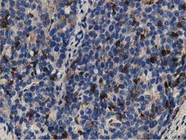 GAS7 Antibody in Immunohistochemistry (Paraffin) (IHC (P))