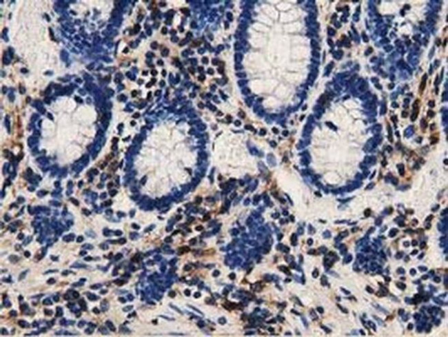 GAS7 Antibody in Immunohistochemistry (Paraffin) (IHC (P))