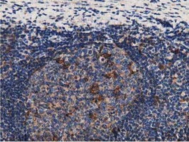 GAS7 Antibody in Immunohistochemistry (Paraffin) (IHC (P))