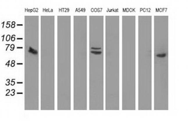 SAMHD1 Antibody in Western Blot (WB)