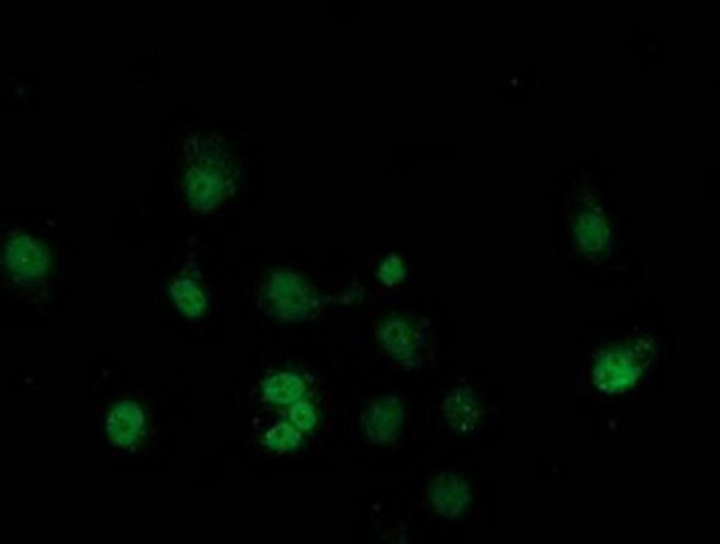 SAMHD1 Antibody in Immunocytochemistry (ICC/IF)