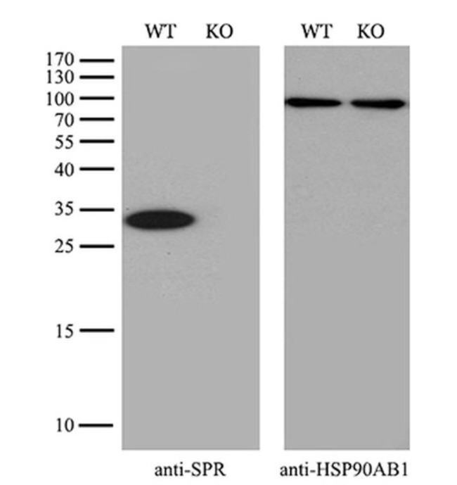 SPR Antibody