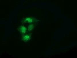 SPR Antibody in Immunocytochemistry (ICC/IF)