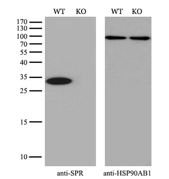 SPR Antibody