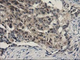 SPR Antibody in Immunohistochemistry (Paraffin) (IHC (P))