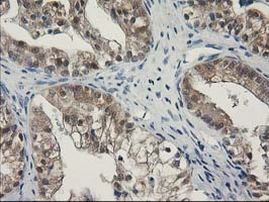 SPR Antibody in Immunohistochemistry (Paraffin) (IHC (P))