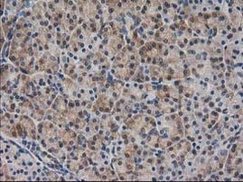 SPR Antibody in Immunohistochemistry (Paraffin) (IHC (P))