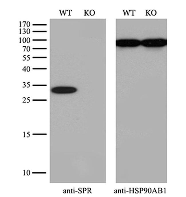 SPR Antibody in Western Blot (WB)