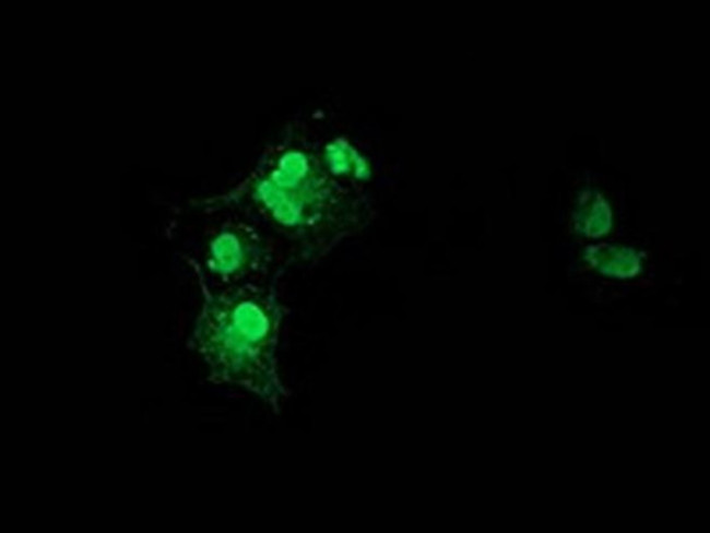 XLF Antibody in Immunocytochemistry (ICC/IF)