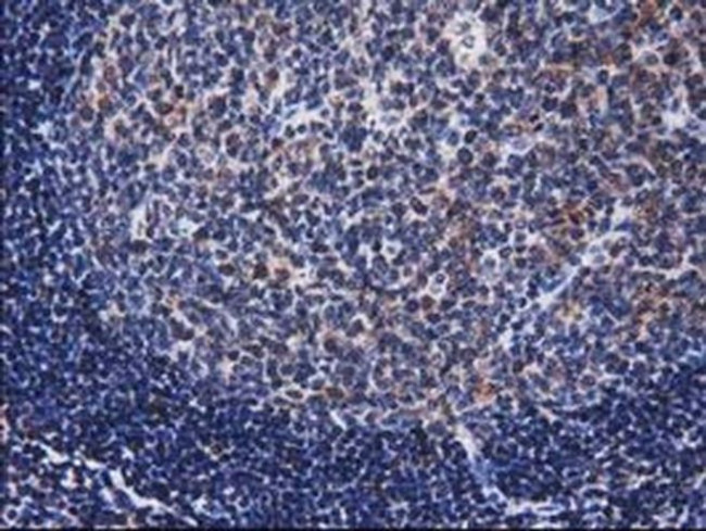 XLF Antibody in Immunohistochemistry (Paraffin) (IHC (P))