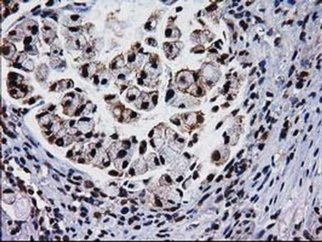 XLF Antibody in Immunohistochemistry (Paraffin) (IHC (P))