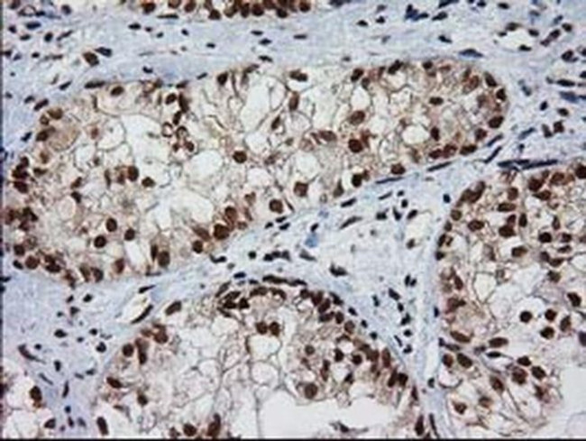 XLF Antibody in Immunohistochemistry (Paraffin) (IHC (P))