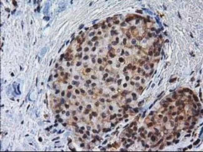 XLF Antibody in Immunohistochemistry (Paraffin) (IHC (P))