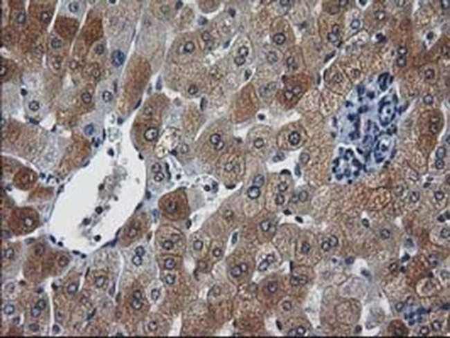 XLF Antibody in Immunohistochemistry (Paraffin) (IHC (P))