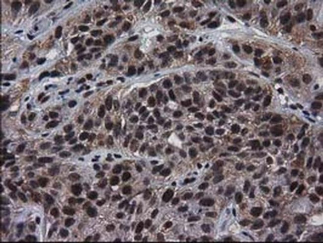 XLF Antibody in Immunohistochemistry (Paraffin) (IHC (P))