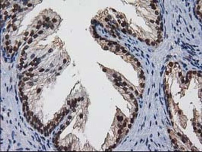 XLF Antibody in Immunohistochemistry (Paraffin) (IHC (P))