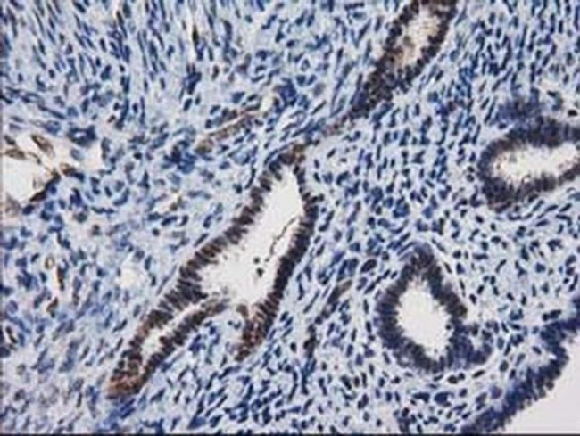 XLF Antibody in Immunohistochemistry (Paraffin) (IHC (P))