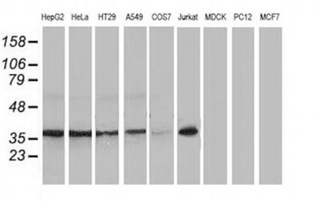 XLF Antibody in Western Blot (WB)