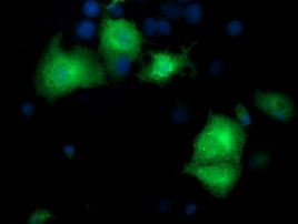 PYCRL Antibody in Immunocytochemistry (ICC/IF)