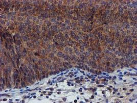 PYCRL Antibody in Immunohistochemistry (Paraffin) (IHC (P))