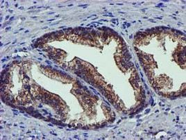 PYCRL Antibody in Immunohistochemistry (Paraffin) (IHC (P))