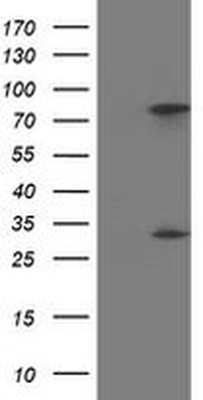 PYCRL Antibody in Western Blot (WB)