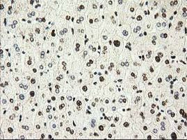 PYCRL Antibody in Immunohistochemistry (Paraffin) (IHC (P))