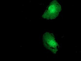 FKBPL Antibody in Immunocytochemistry (ICC/IF)