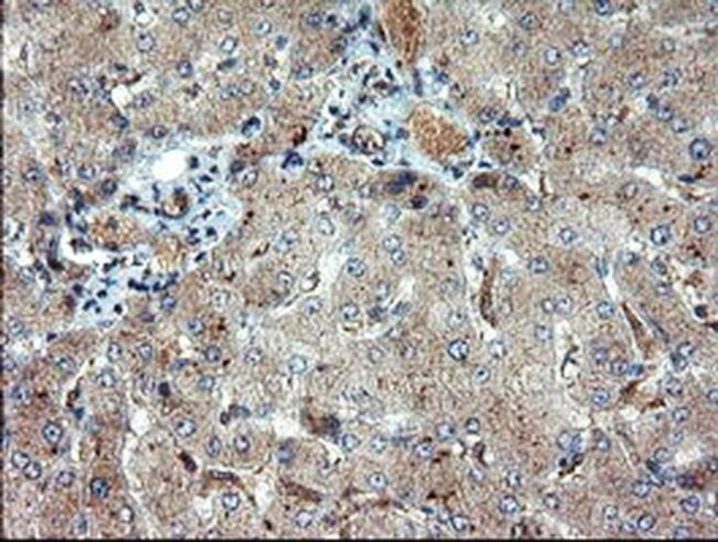 DUPD1 Antibody in Immunohistochemistry (Paraffin) (IHC (P))