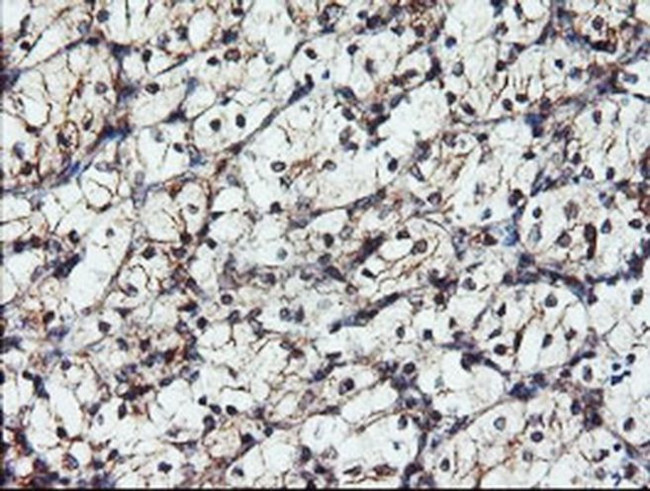 DUPD1 Antibody in Immunohistochemistry (Paraffin) (IHC (P))