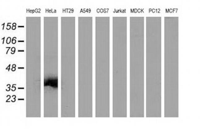 VSIG2 Antibody in Western Blot (WB)