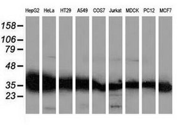 GALE Antibody in Western Blot (WB)